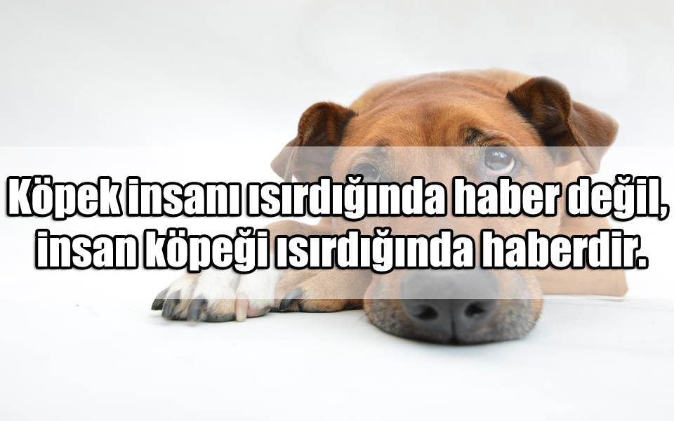 Köpeklerle İlgili Mesajlar Aşk Sözleri, Güzel Sözler, Anlamlı Güzel