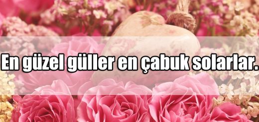 Gül ile ilgili Güzel Sözler