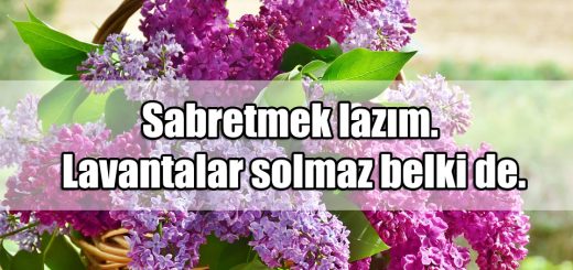 Lavanta ile ilgili Sözler