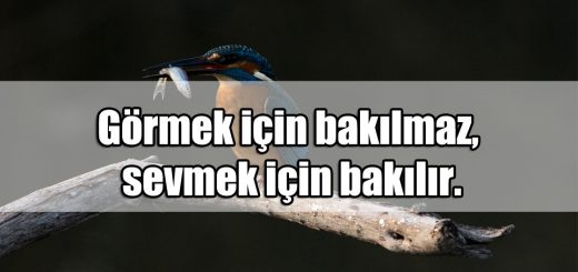Bakmak ile ilgili Sözler
