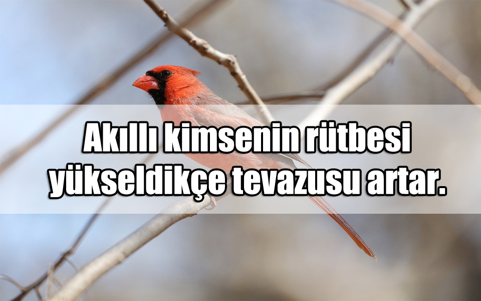 Tevazu ile ilgili Sözler