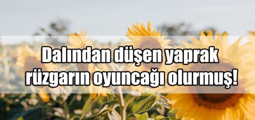 Rüzgar ile ilgili Sözler