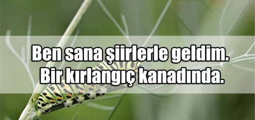 Kırlangıç ile ilgili Sözler