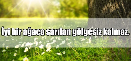 Ağaç ile ilgili Sözler