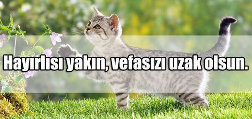 Hayırlısı Sözleri