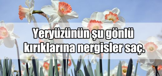 Nergis ile ilgili Sözler