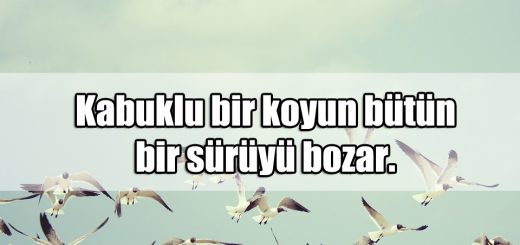 Sürü ile ilgili Sözler