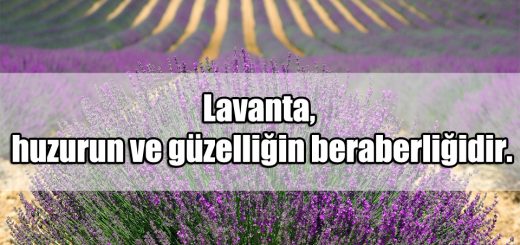 En Güzel Lavanta ile ilgili Sözler
