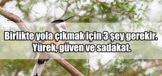 Güven ile ilgili Mesajlar