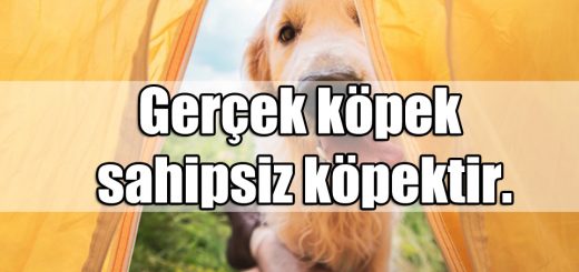 En Güzel Köpekler ile ilgili Sözler