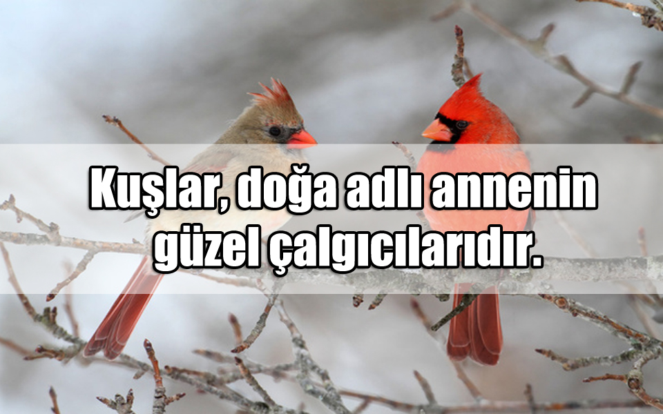 En Güzel Kuşlar ile ilgili Sözler