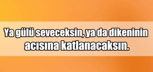 En Güzel Gül Mesajları