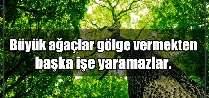 En Güzel Ağaç Mesajları